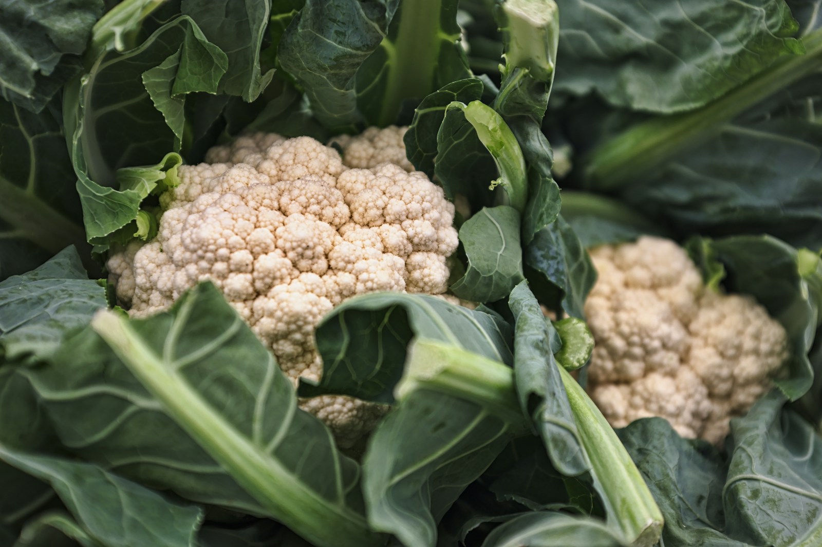 Boost Your Cauliflower Harvest: The Ultimate Guide to Companion Planting for a Thriving Garden!