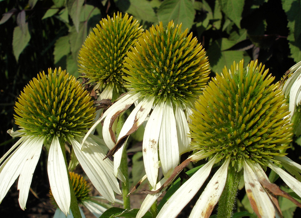 Echinacea purpurea