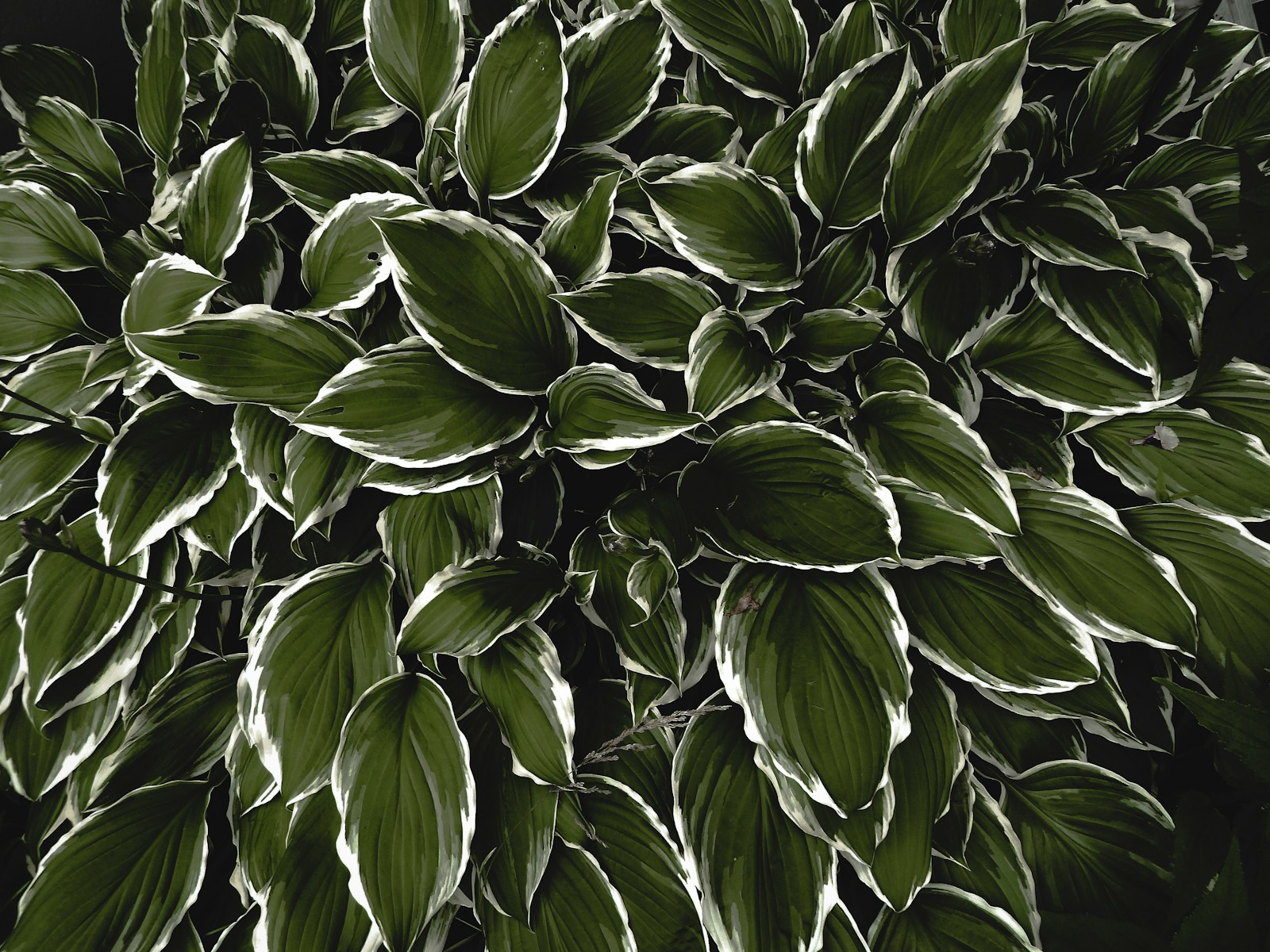 Divide and Thrive: The Ultimate Guide to Splitting Hosta Plants for a Stunning Garden