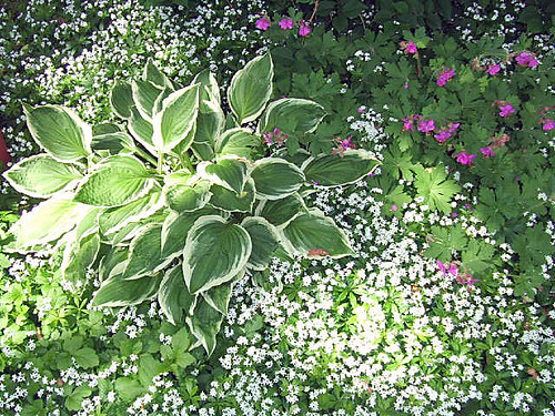 Split, Share, and Bloom: The Southern Art of Perennial Generosity