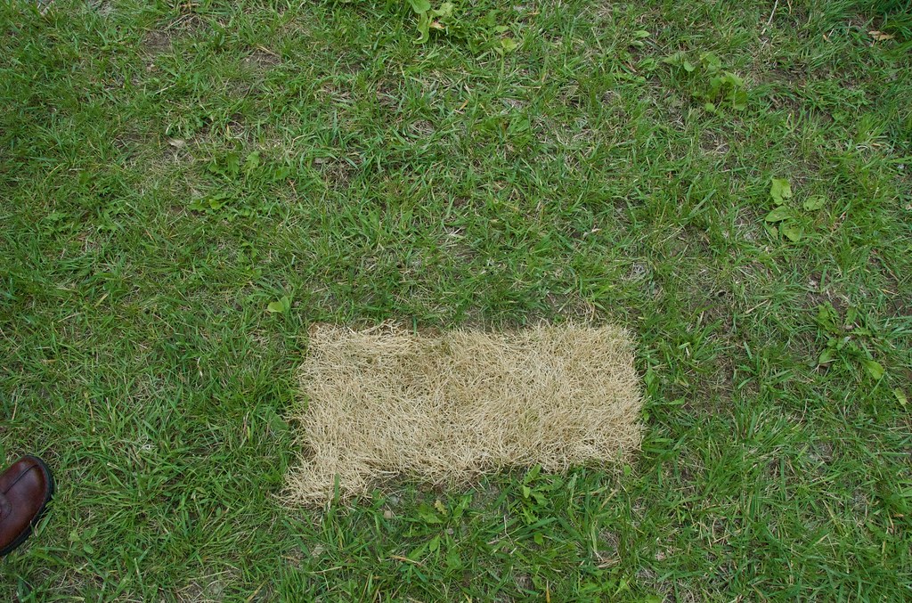 Say Goodbye to Patchy Grass: Natural Lawn Fixes That Actually Work