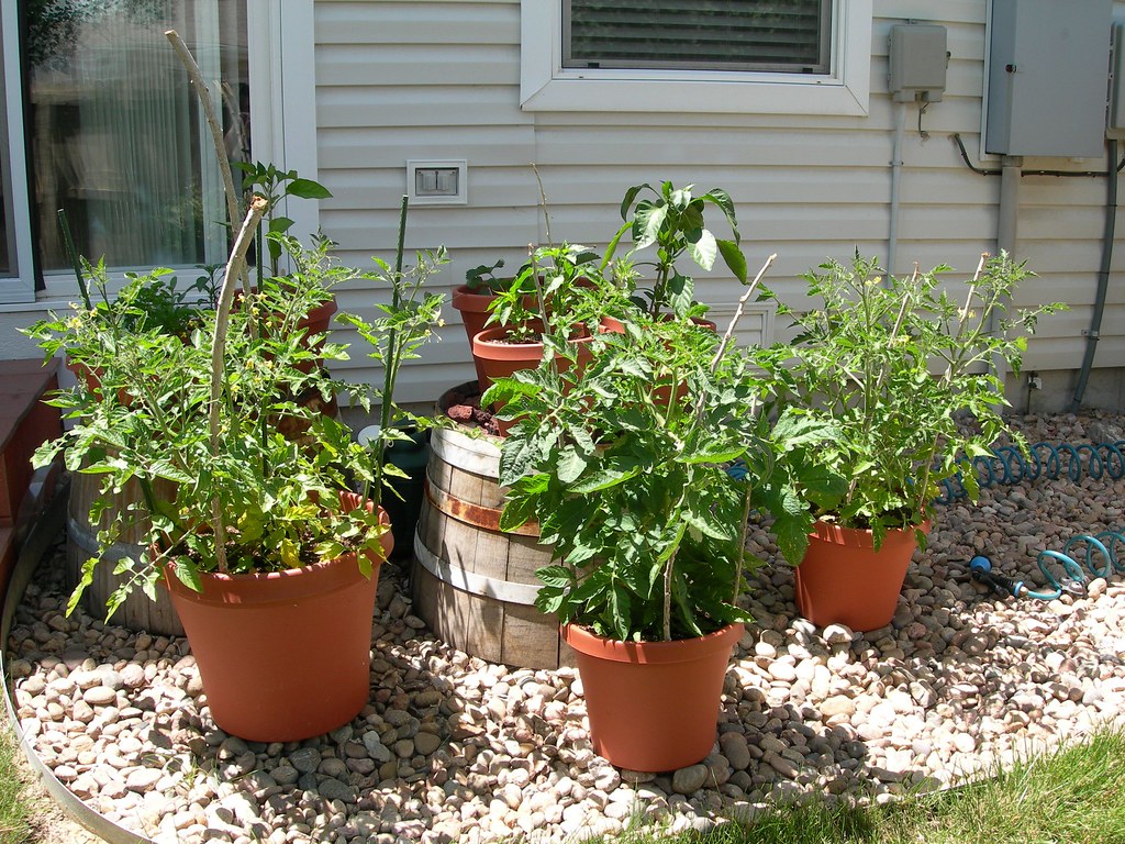 How to Grow Vegetables in Containers Without Losing Your Mind (or Your Harvest)