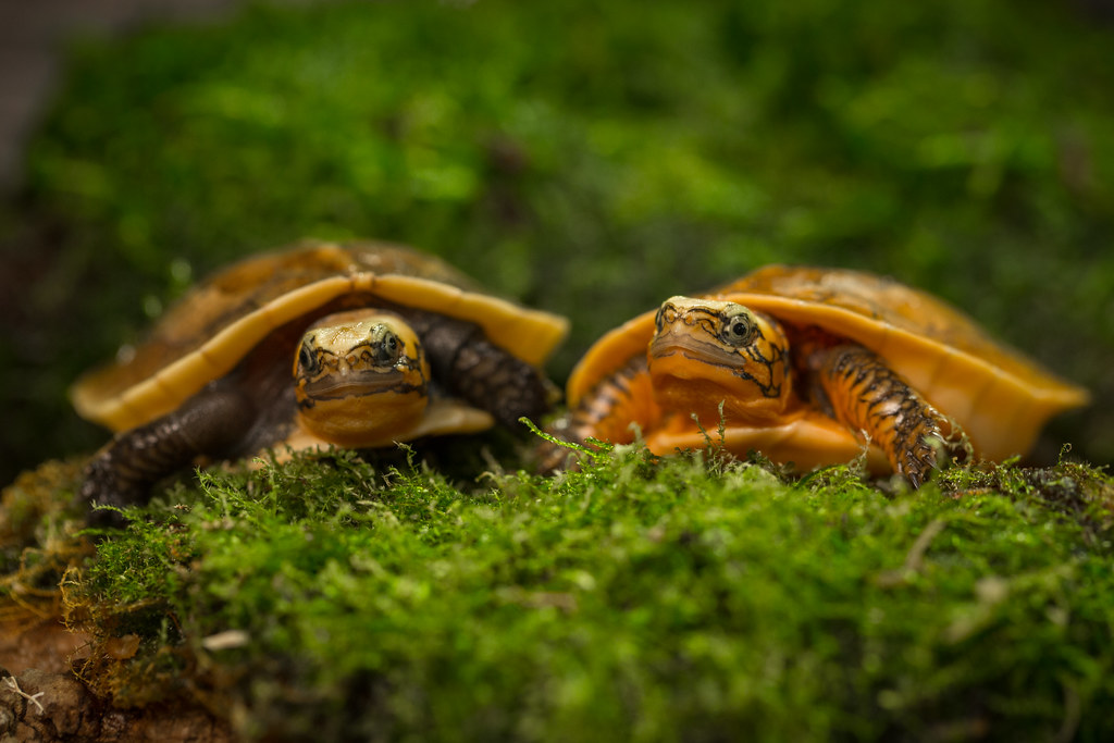Critters in the Garden: The Good, The Bad, and the Just Plain Nosy
