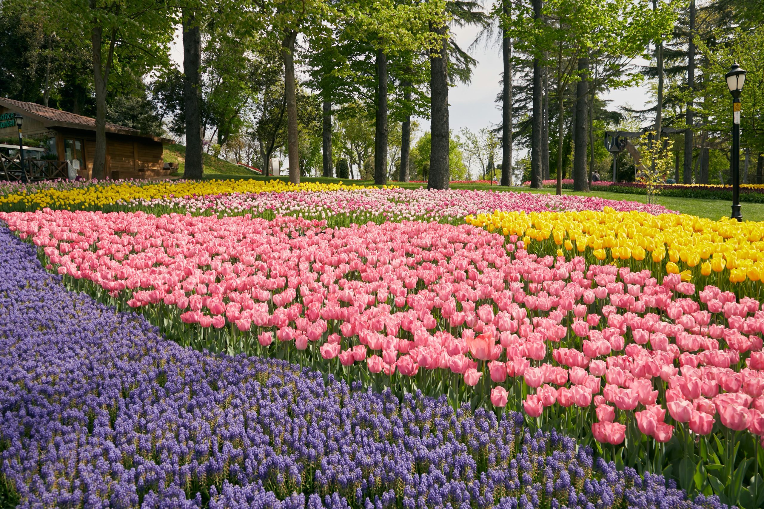 DIY Lawn Edging Ideas to Elevate Your Landscaping