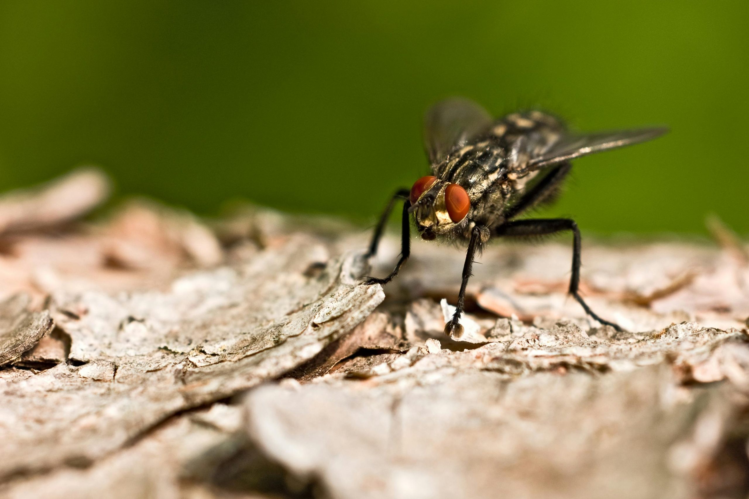 Does Citronella Repel Flies?