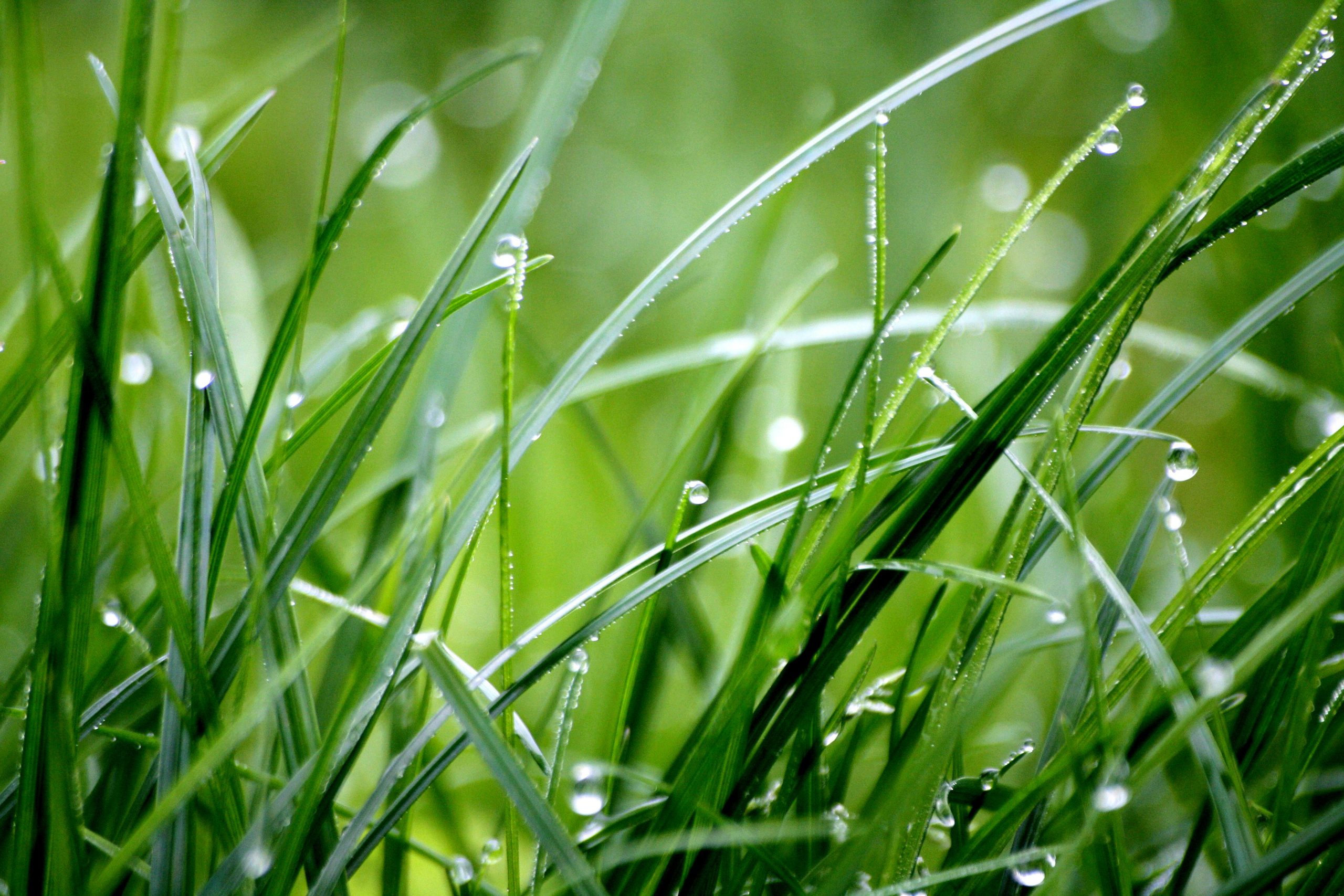 The Ultimate Lawn Care Guide: Year-Round Tips for Southern Yards