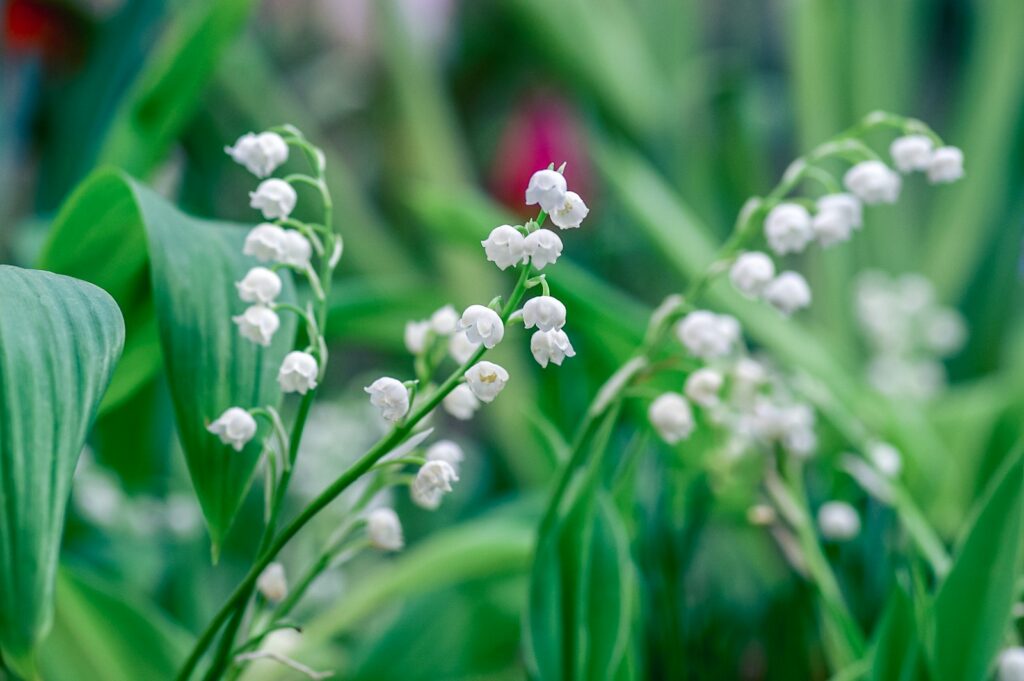 Convallaria majalis