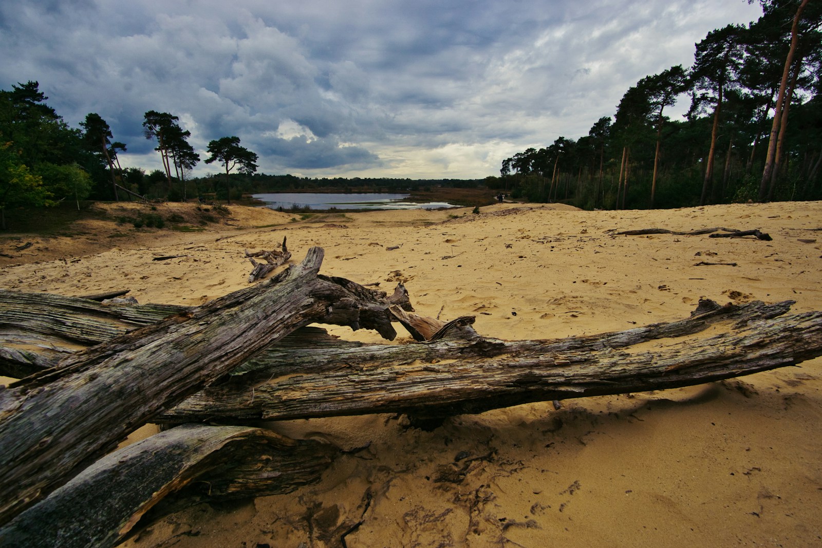 Mastering Sandy Soil: Your Ultimate Guide to Thriving Gardens in Coastal Climates
