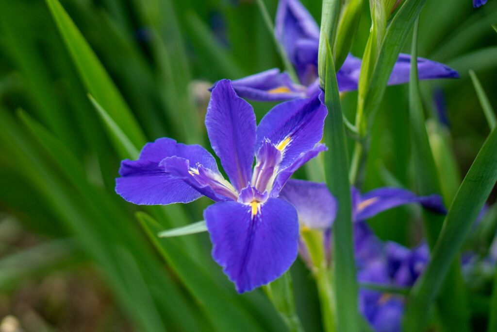 a close up of a purple flower with green leaves