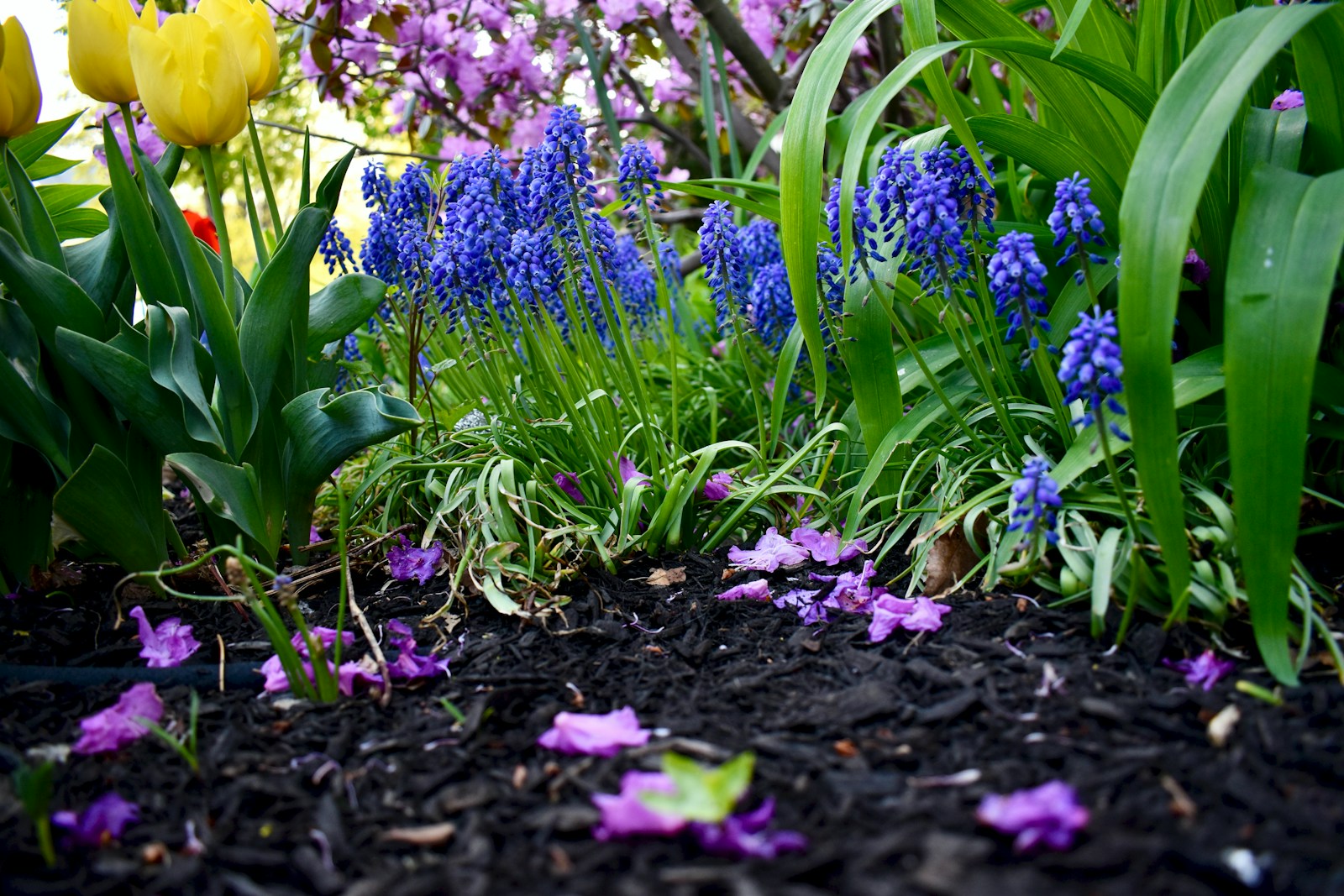 Simple Garden Ideas on a Budget: Because Who Needs to Sell Their Soul for a Few Petunias?