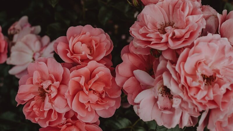 pink flowers with green leaves