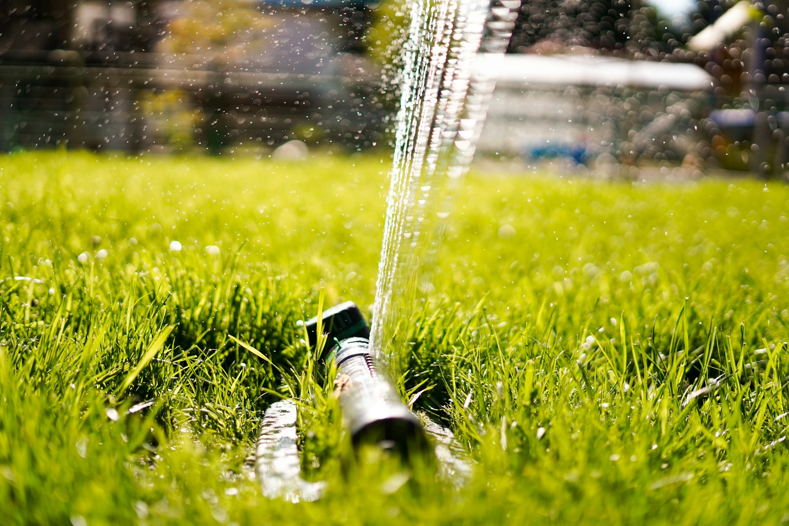 The Best Time to Water Your Lawn: A Timing Trick or a Disaster in the Making?