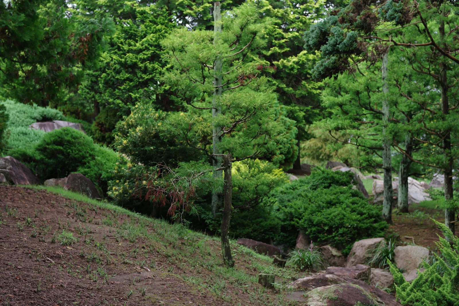 Holding Down the Fort: Fast-Growing Plants for Erosion Control