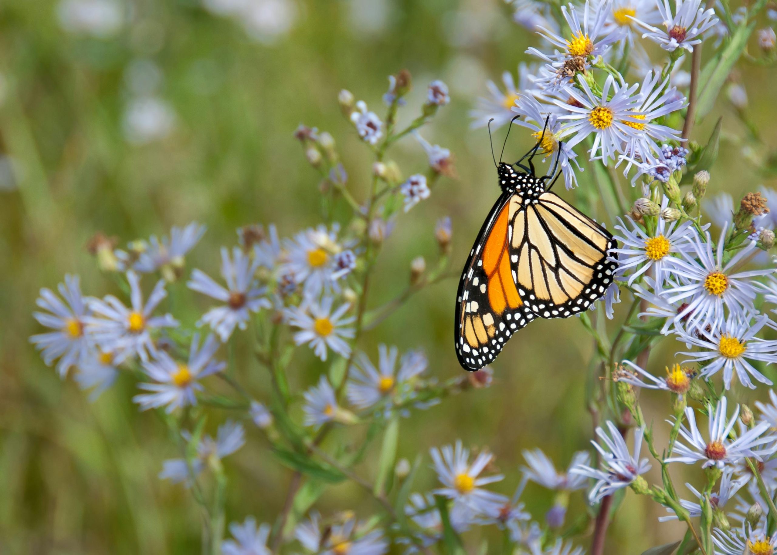 How to Attract Pollinators to Your Garden: Top Plants and Designs