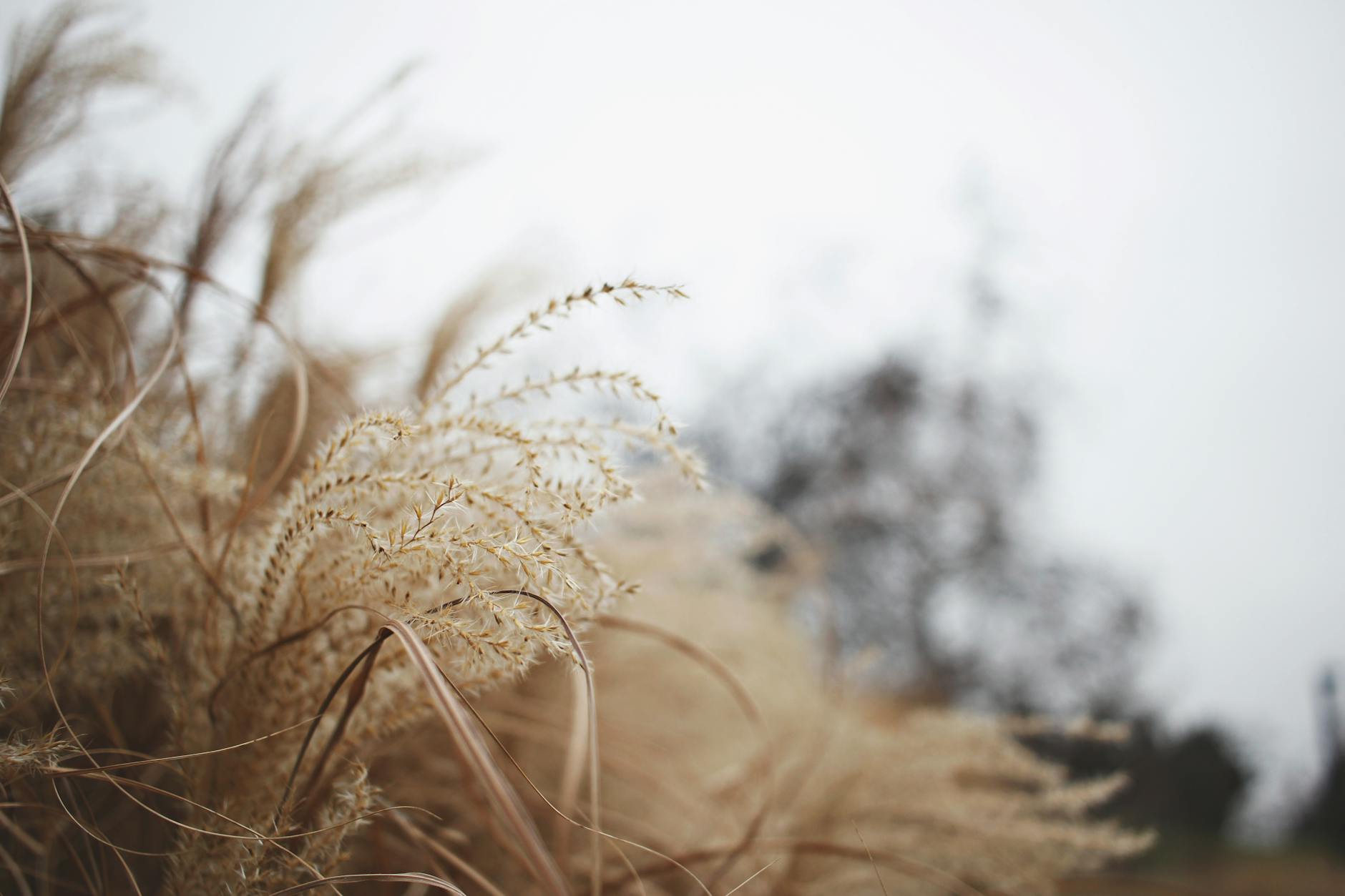 close up photography of brown grass