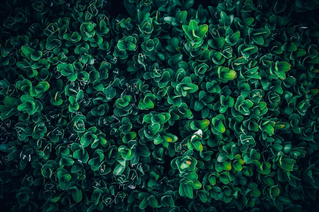 close up texture of lush green boxwood foliage