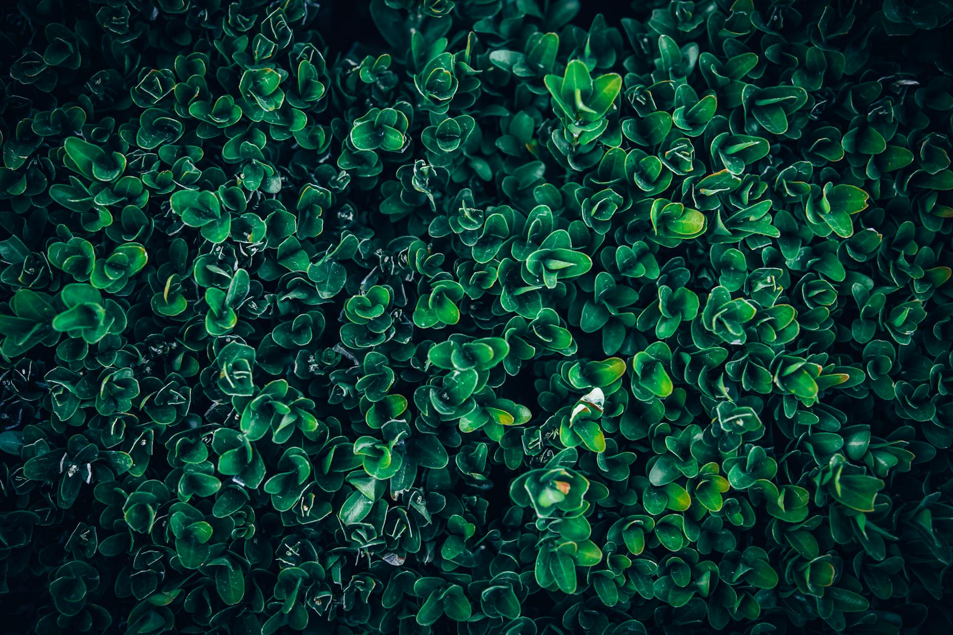 close up texture of lush green boxwood foliage