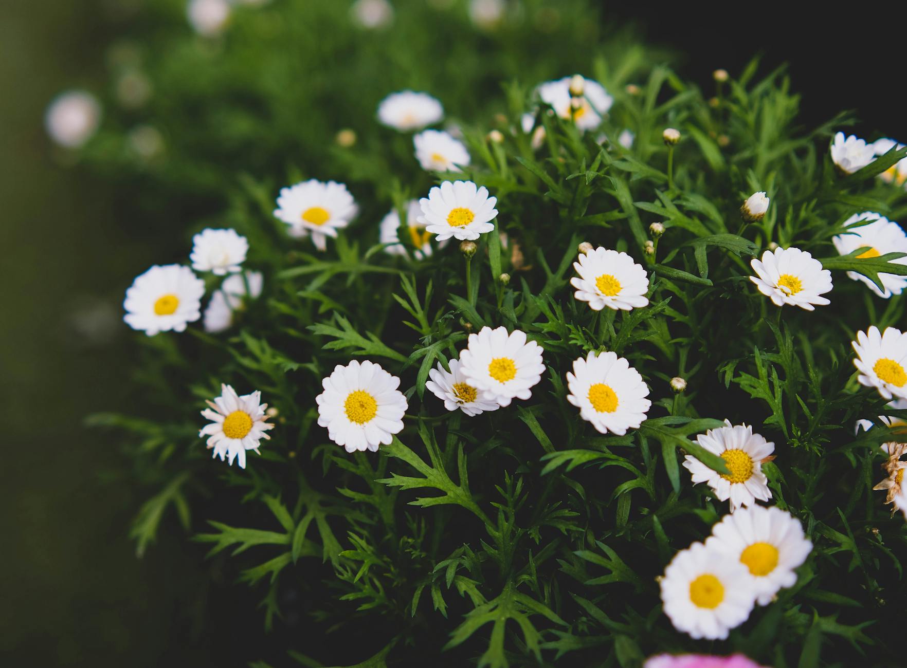 Low-Maintenance Plants for Beginner Landscaping