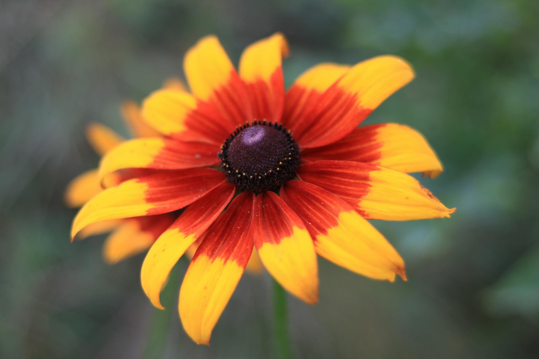 vibrant black eyed susan flower in focus