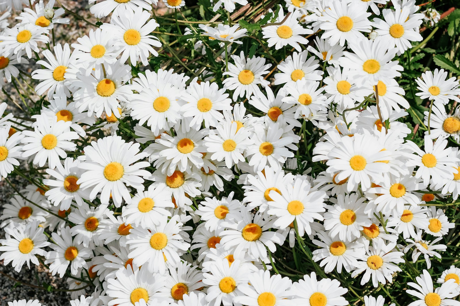 Timeless Elegance: The Best Perennial Plants with White Flowers for Your Garden
