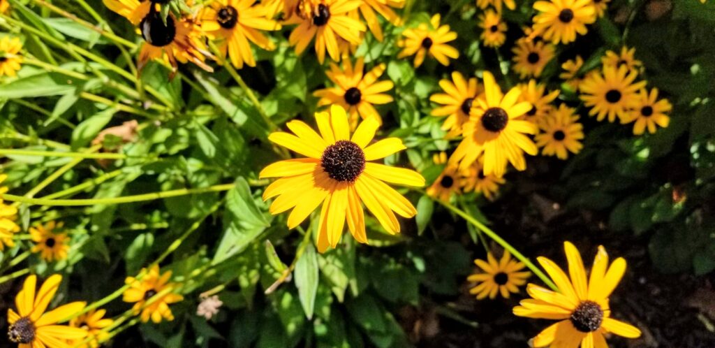 shallow focus photography of yellow flowers