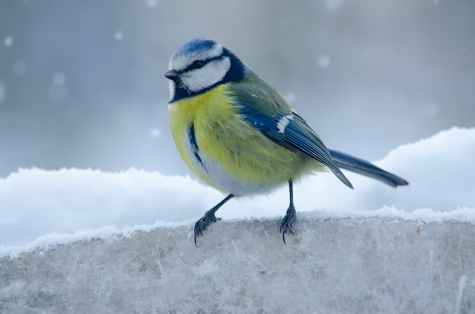 How to Create a Winter Wildlife Garden for Birds and Other Critters