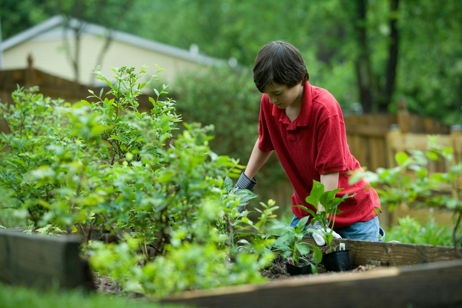 DIY Organic Garden Fertilizers You Can Make Yourself