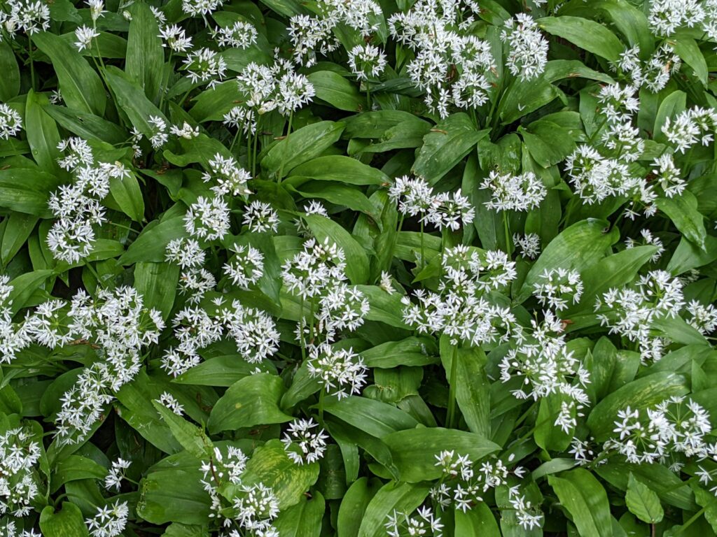 a close up of a bunch of white flowers