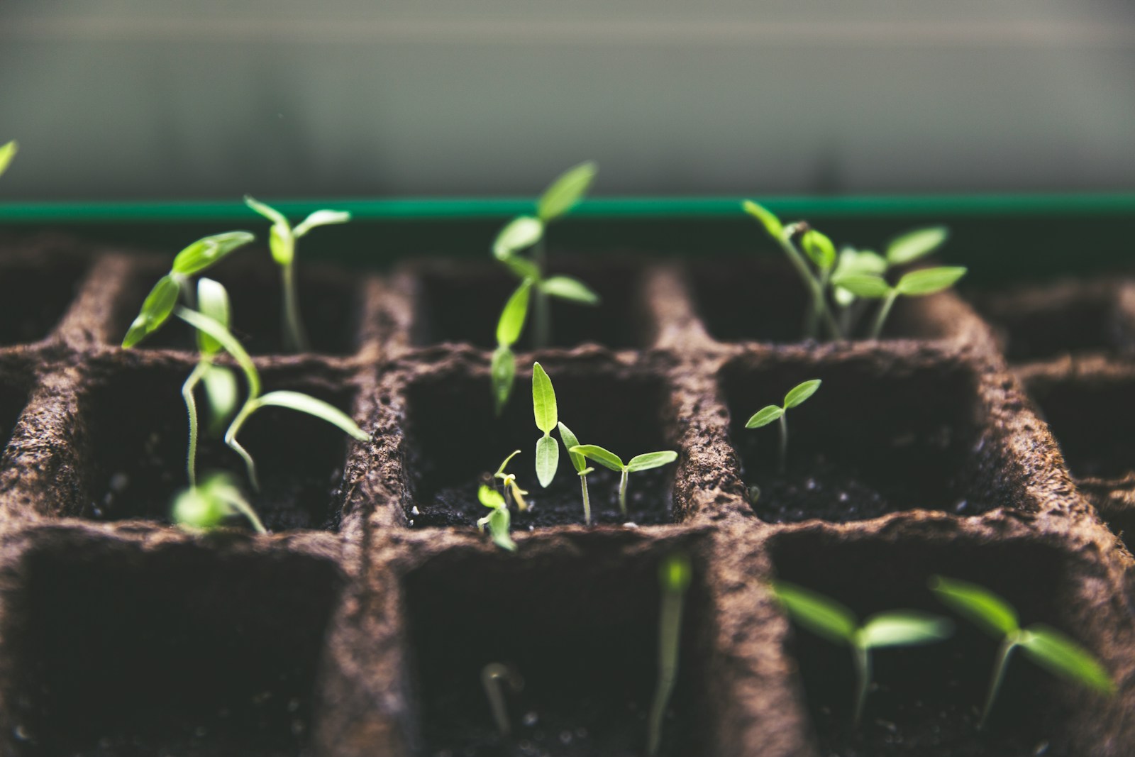 Timing Your Seed-Starting Right: Because Plants Don’t Have a Snooze Button