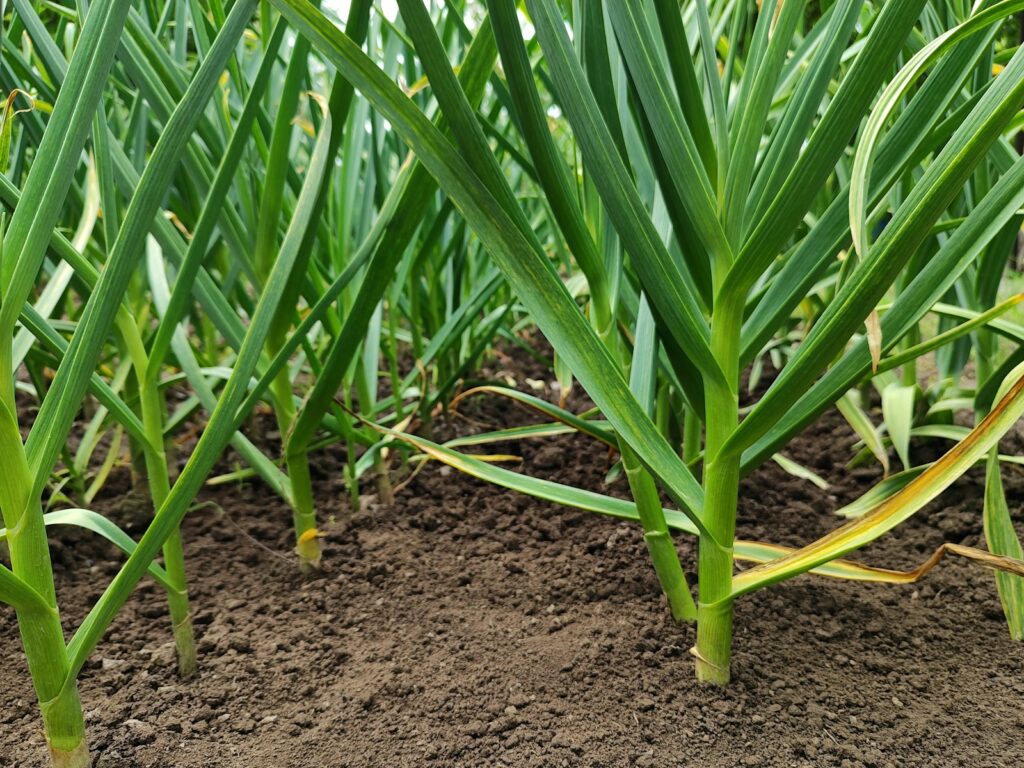 a close up of a field of green plants