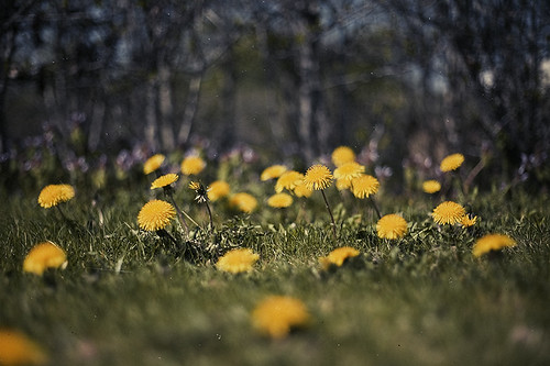 Spring Back to Life: Your Ultimate Guide to Reviving a Cool-Season Lawn After Winter