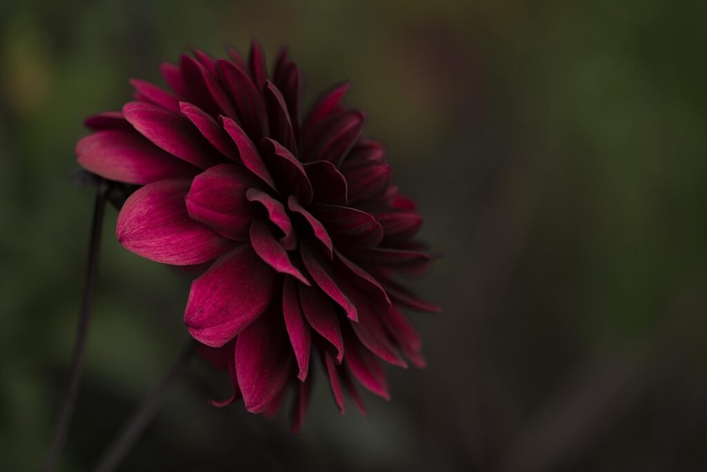 dahlia, flower background, pink, flower, beautiful flowers, pink flower, pink dahlia, pink petals, petals, bloom, blossom, flora, nature, close up, single flower, dahlia, flower wallpaper, dahlia, dahlia, dahlia, dahlia, flower, single flower