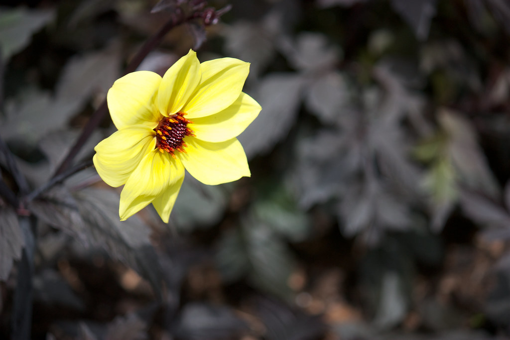 Mystic Illusion Dahlia