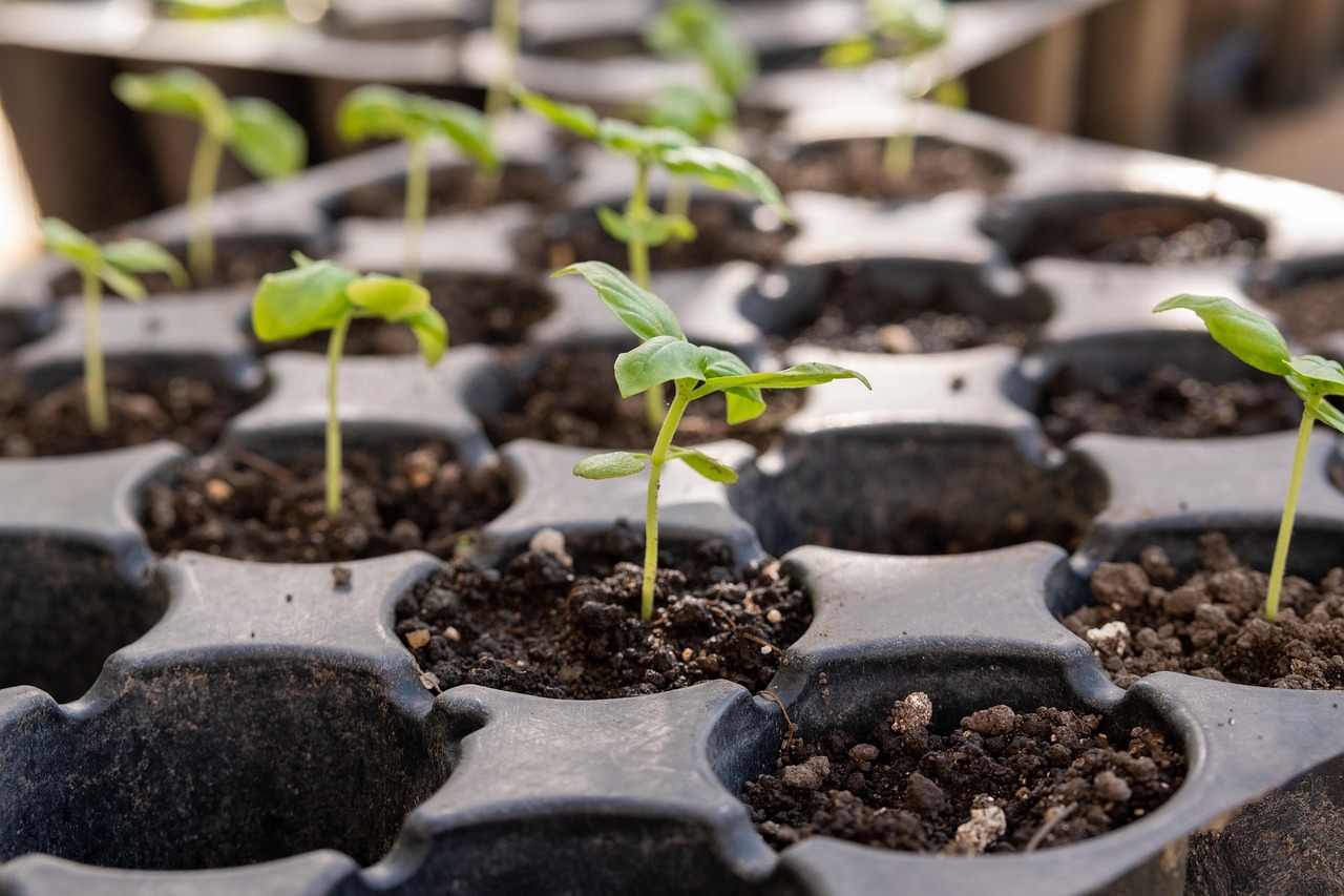 No Grow Lights? No Problem! How to Start Seeds Indoors with Natural Light