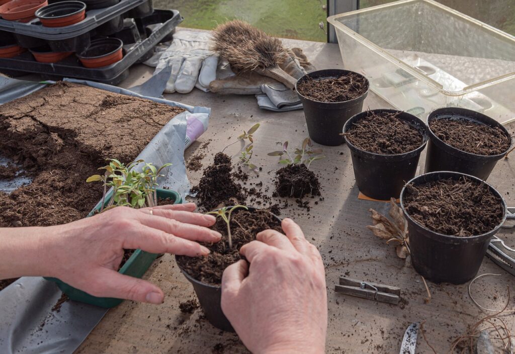 young plants, tomatoes, cultivate, prefer, germinate, seedlings, sowing, grow, seeds, plant, sprout, growth, seedling, nature, spring, transplant, pot, planting soil, seedlings, seedlings, seedlings, seedlings, sowing, sowing, sowing, sowing, seedling, seedling, seedling, seedling, seedling
