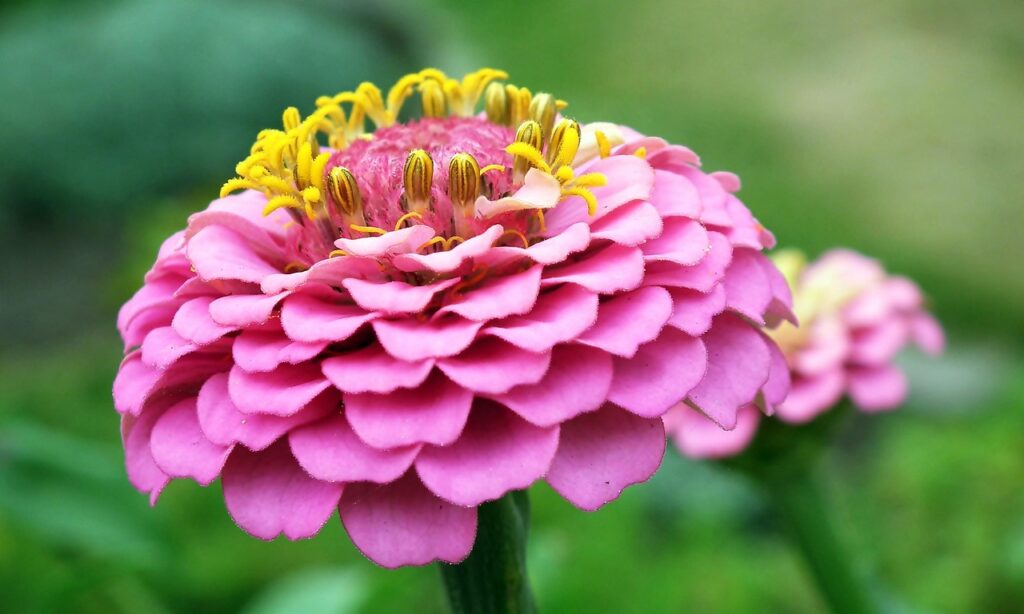 zinnia, beautiful flowers, flower, plant, pink zinnia, petals, flower wallpaper, flower background, bloom, flora, garden, nature, closeup, zinnia, zinnia, zinnia, zinnia, zinnia