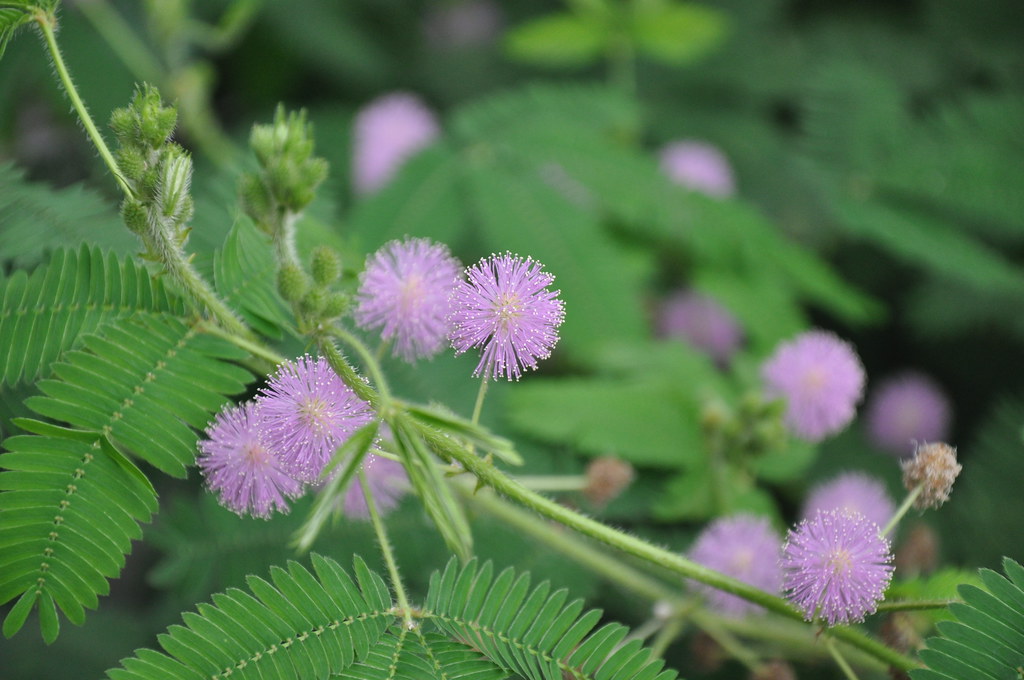 Unlock the Magic of the Touch-Me-Not Flower: Care Tips and Fun Facts Revealed!