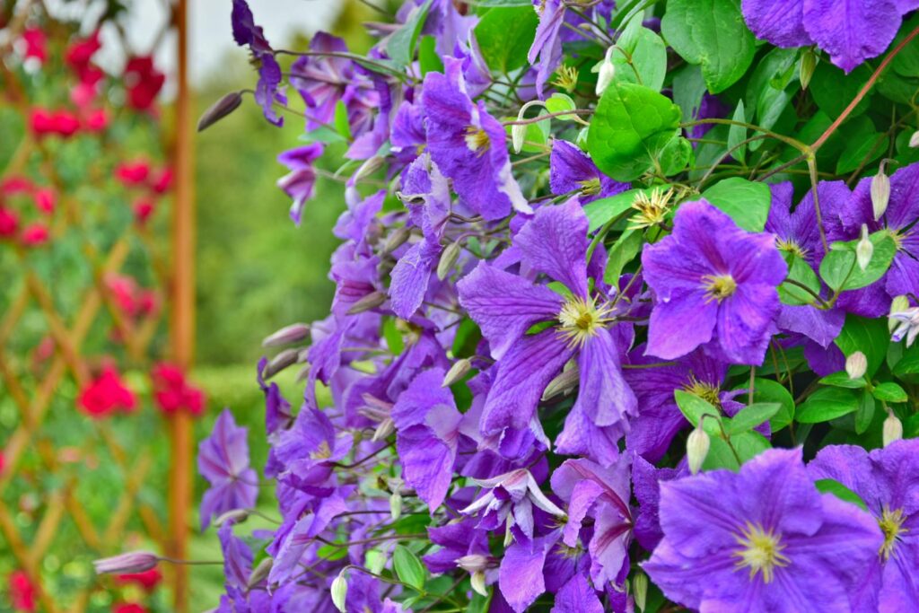 Close-up of vivid purple clematis flowers in full bloom in a garden setting.