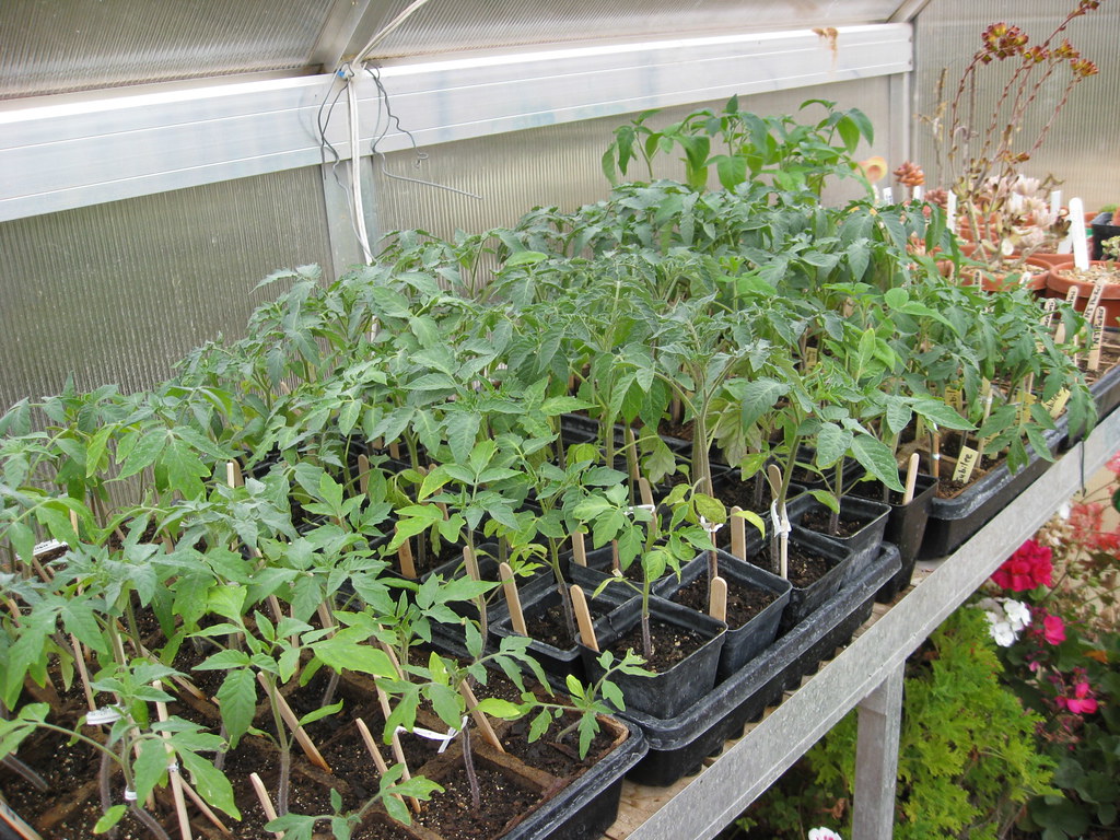 The Best Seed Starting Soils for Homeowners: A Comprehensive Review