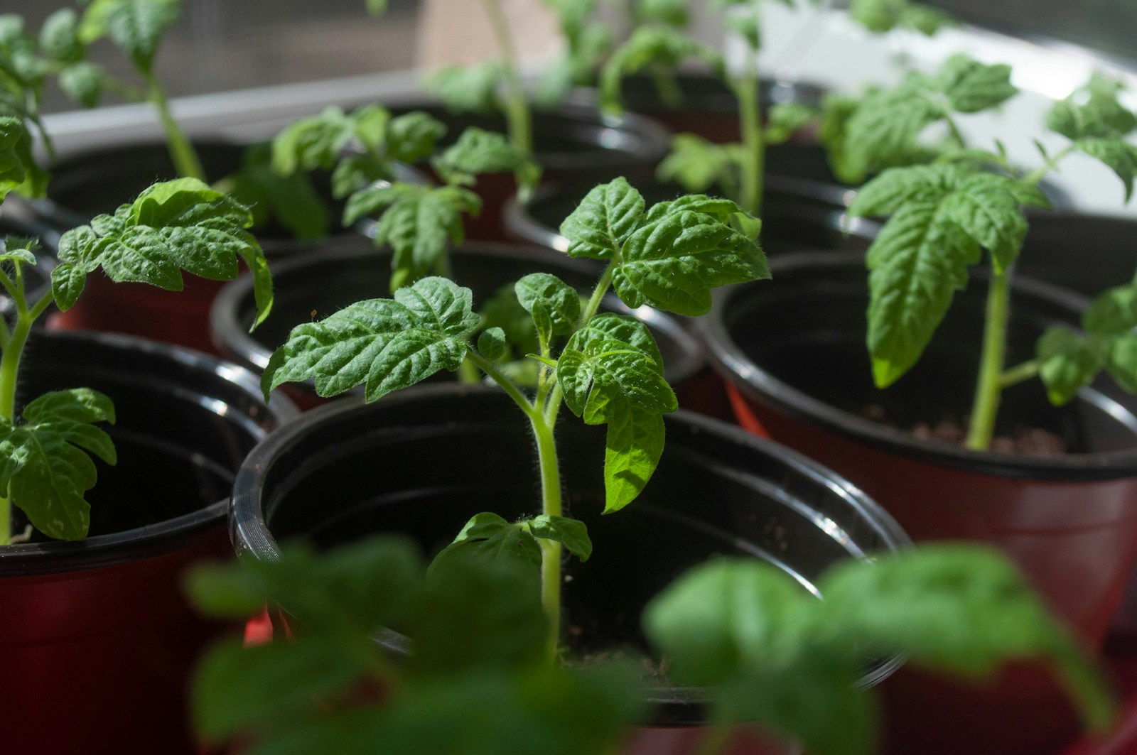 Light Up Your Garden: How to Start Tomato Seeds Indoors Like a Pro