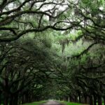 green trees near road during daytime