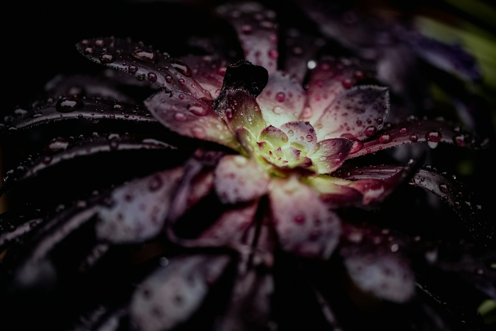 The Mysterious Case of the Black Dahlia Plant (Or Not)