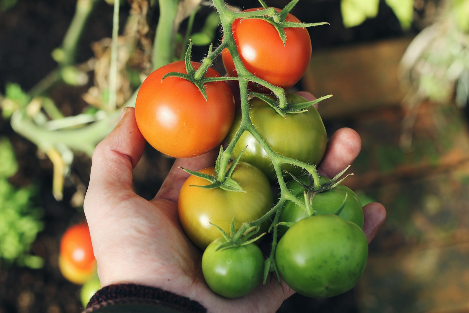 Bone Meal for Tomatoes: Secret Fertilizer Hack for Juicy, Vibrant Harvests