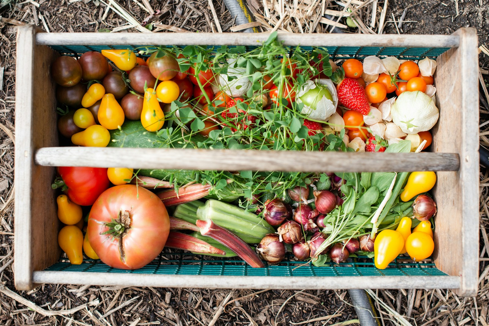 Boost Your Harvest: How to Fertilize a Vegetable Garden for Maximum Yield