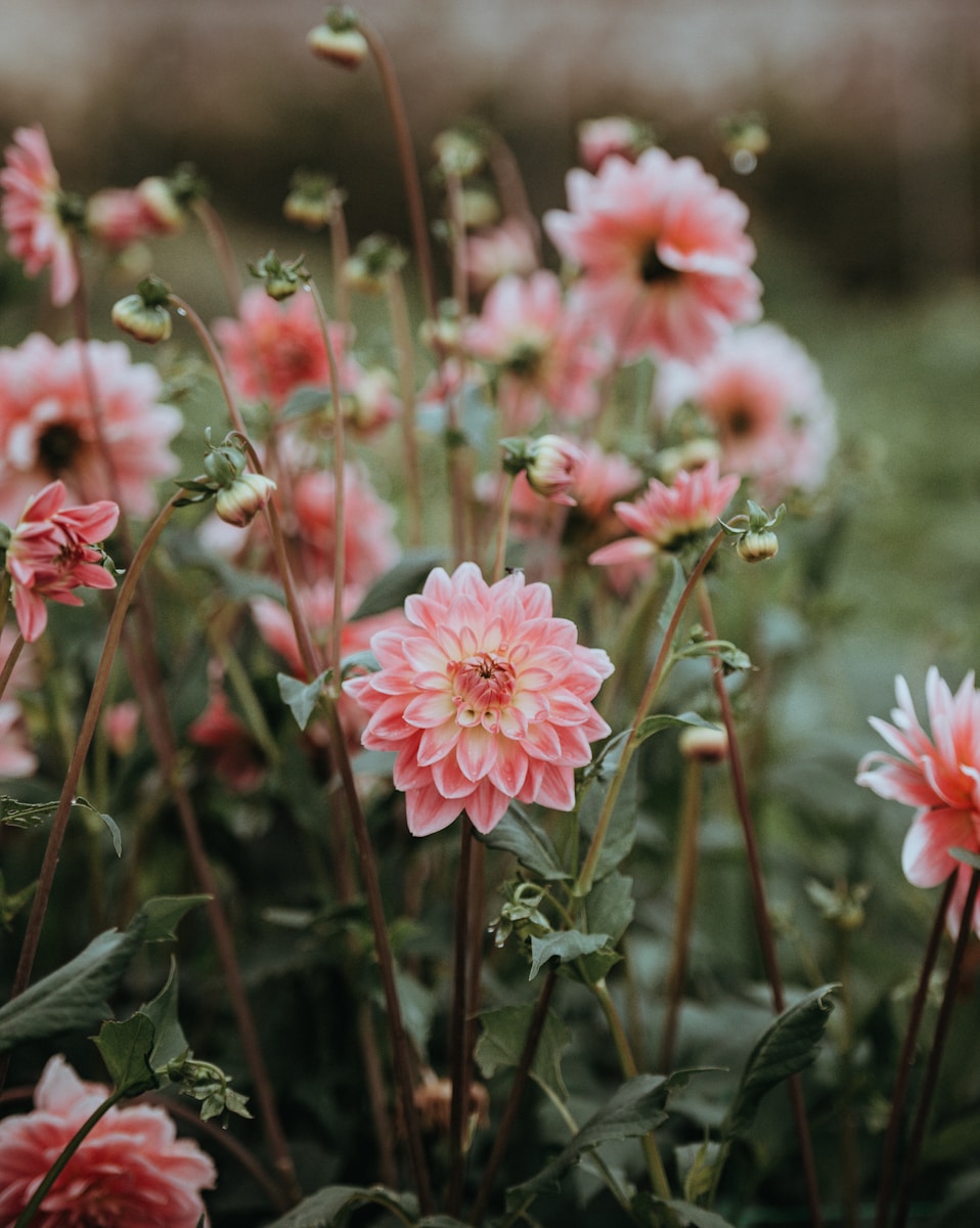Dahlias Demystified: Bloom Faster, Grow Smarter, and Outshine Every Garden on the Block