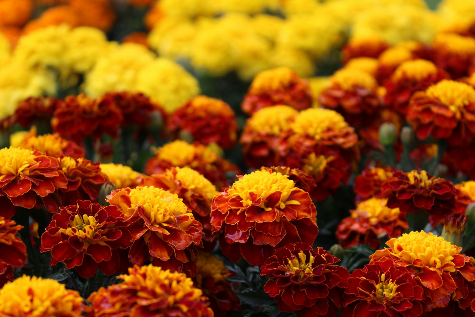 Marigold Magic: How to Start Seeds Indoors for Bold Blooms All Summer Long!