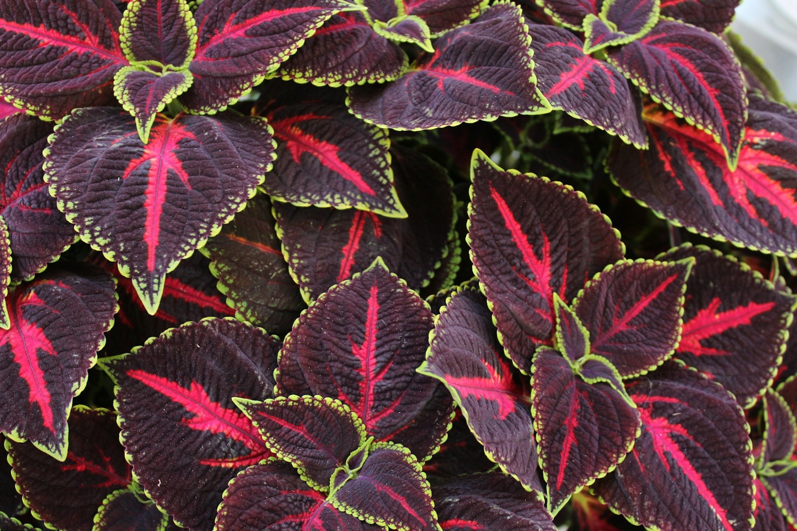 When to Start Coleus Seeds Indoors