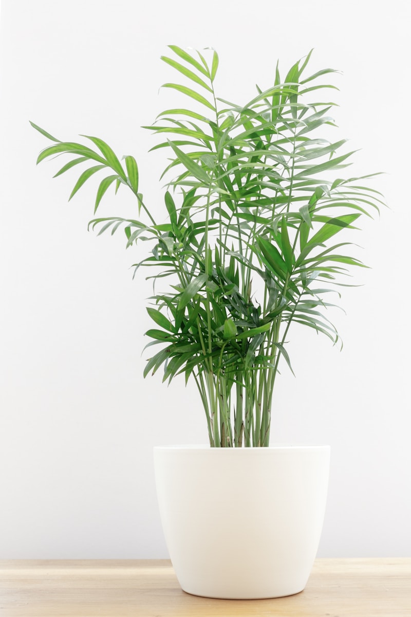 7 Stunning Tall Houseplants That Are Surprisingly Easy to Grow