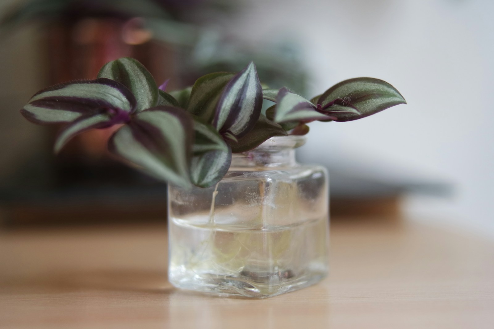 Why Tradescantia is the Perfect Houseplant: Easy Care and Beautiful Growth for Beginners!