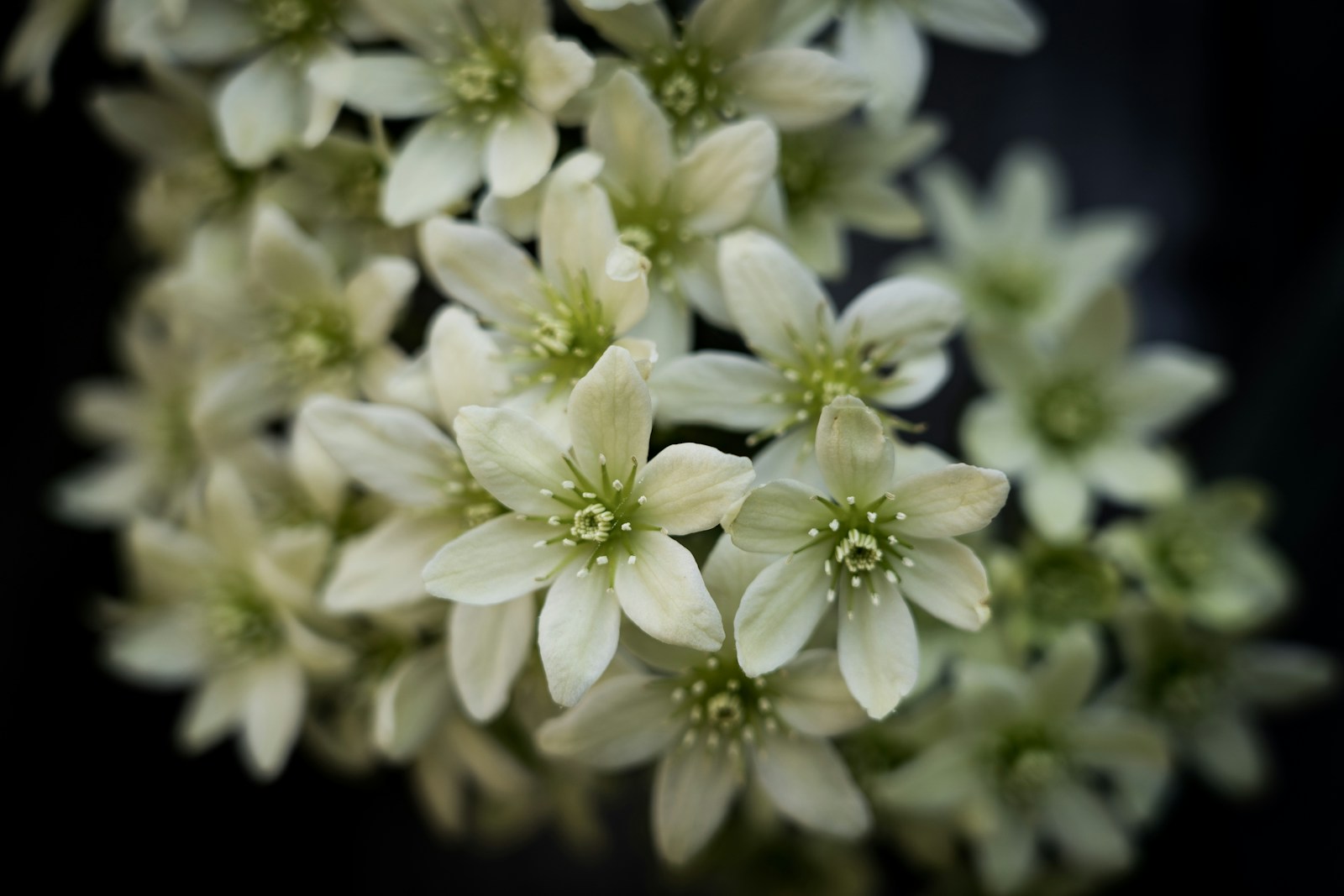 Tropical Clematis Success: How to Start Stunning Vines from Seed